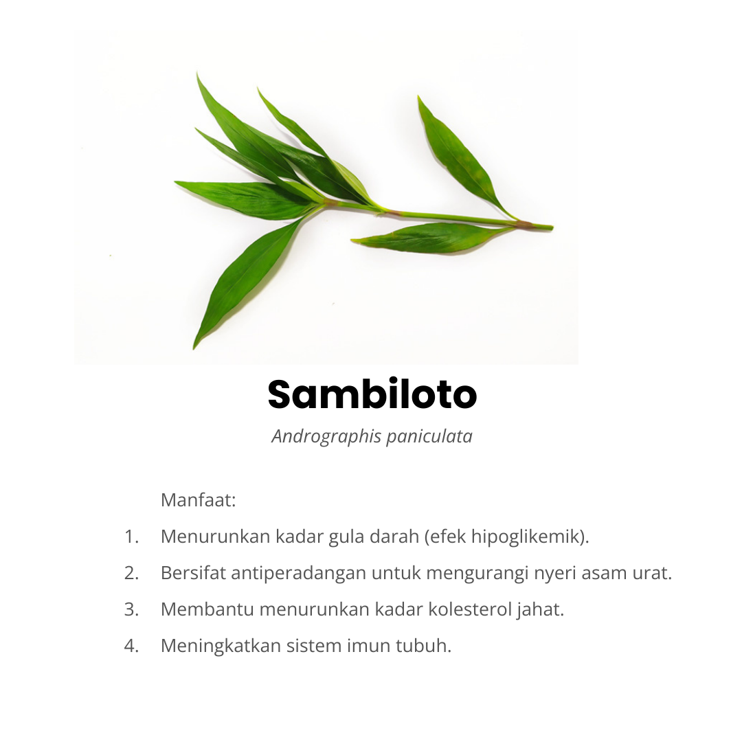sambiloto komposisi afiapro