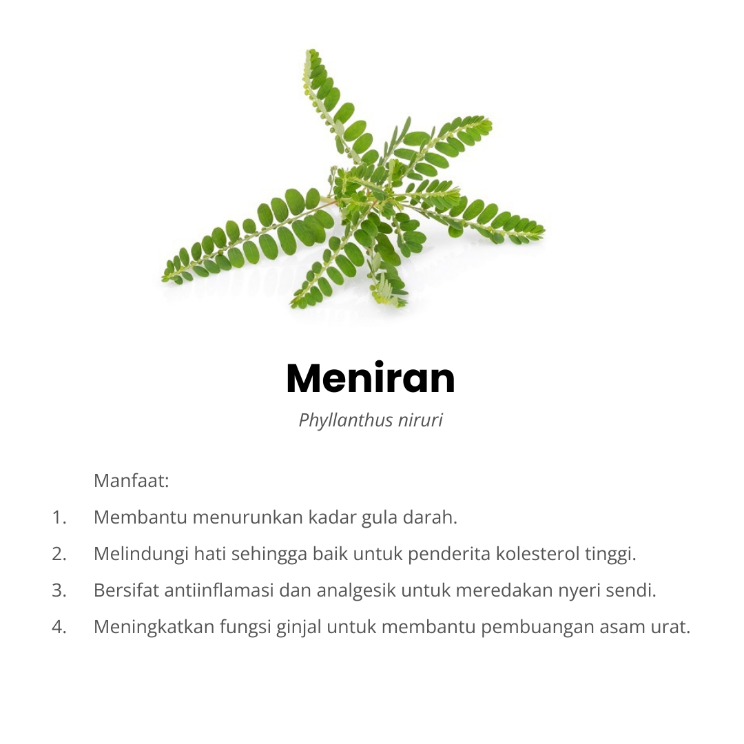 meniran komposisi afiapro