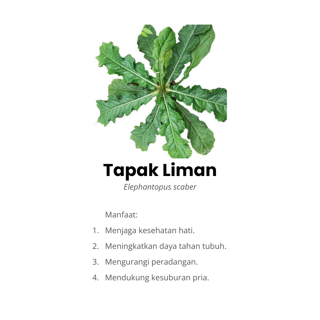 komposisi tapak liman fortamen