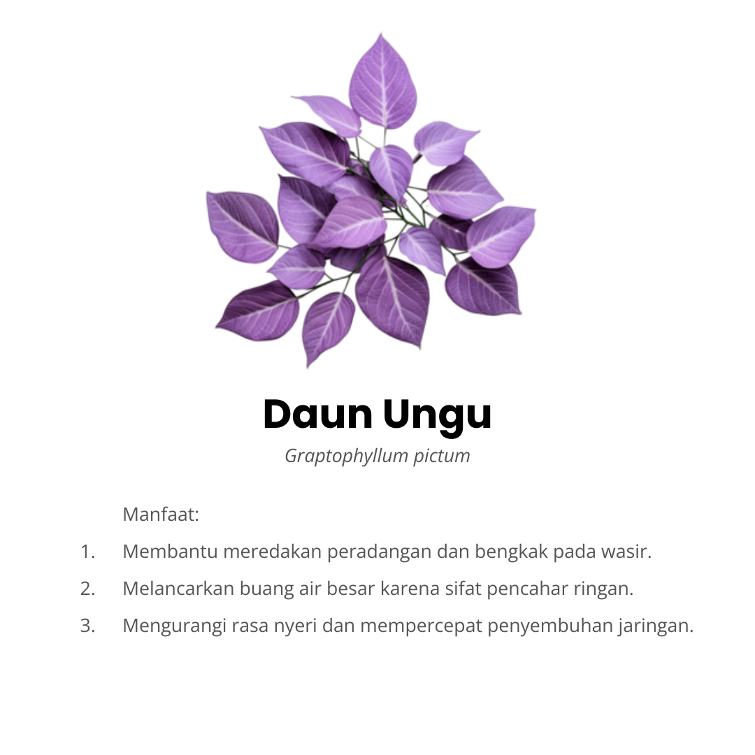 daun ungu komposisi hemotera