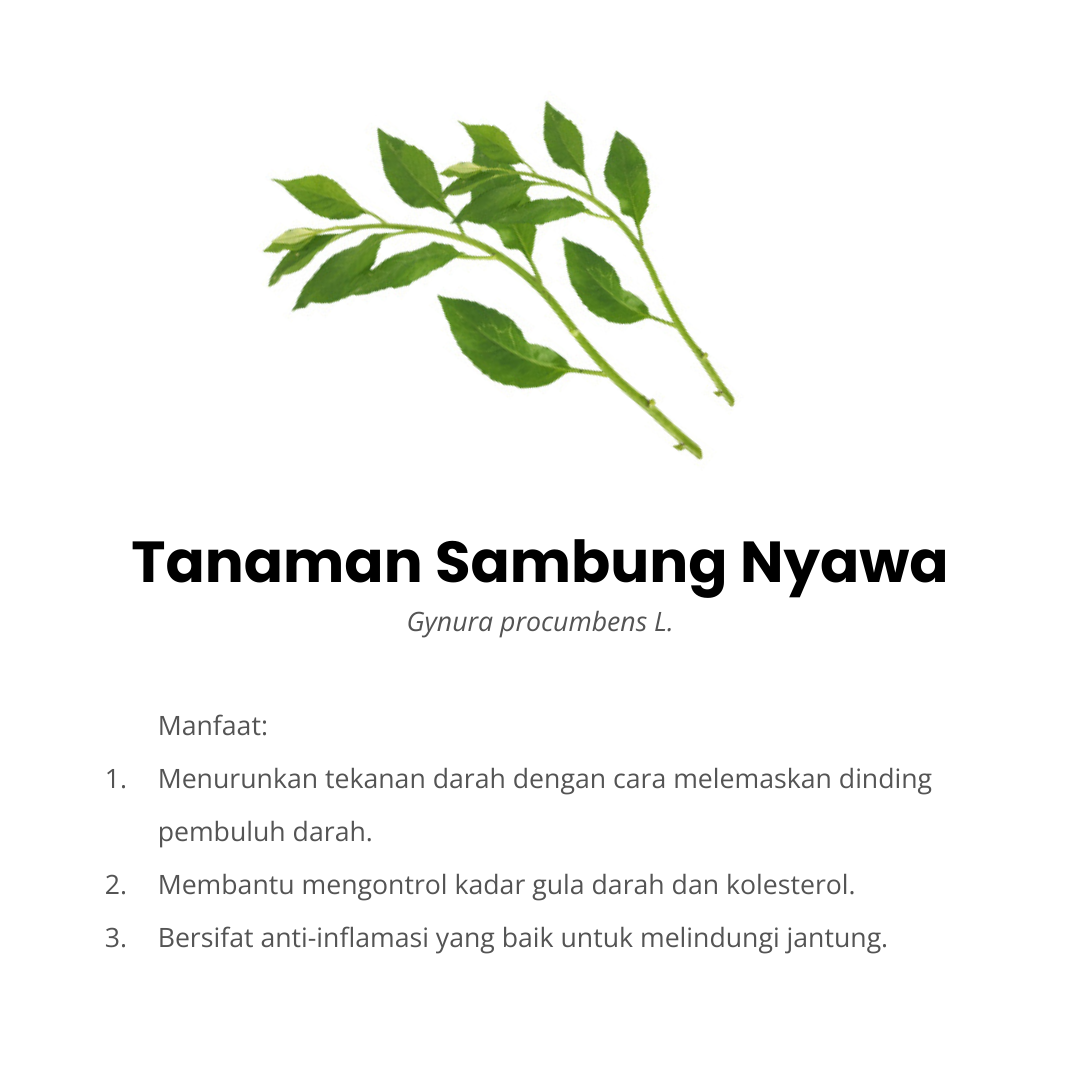 sambung nyawa komposisi ocardio