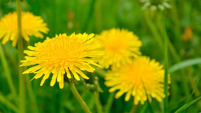 Ini Dia Komposisi Herbatitis yang Terbukti Khasiatnya