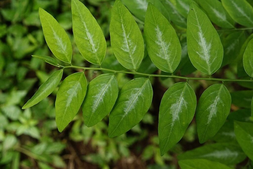 Intip Komposisi Fulasi yang Ampuh Lancarkan ASI