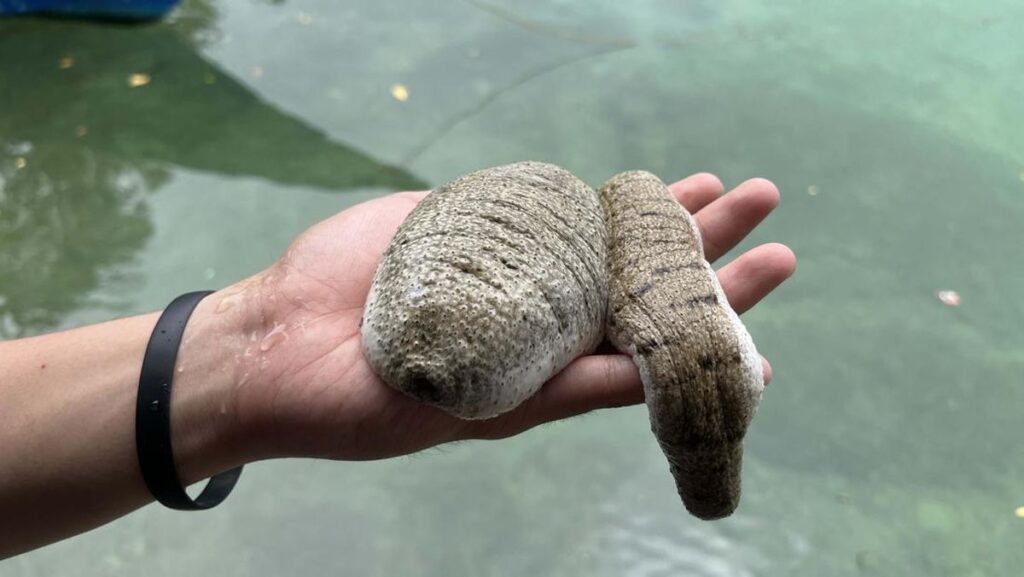 Intip Komposisi Yochanna yang Efektif untuk Pemulihan