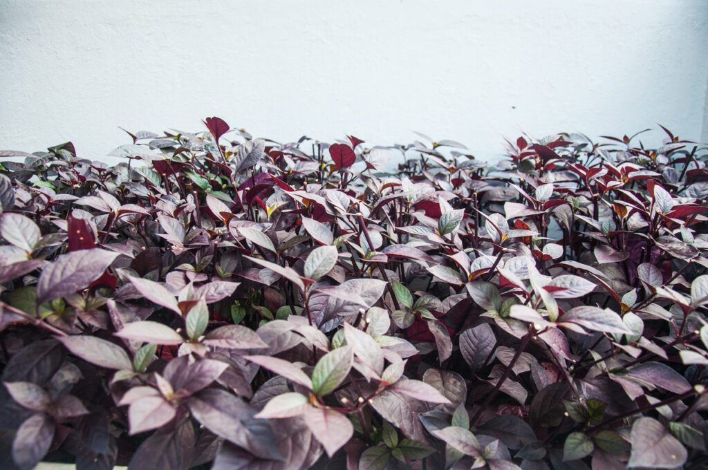 Komposisi Hemotera Kandungan Herbal Alami Penurun Peradangan Wasir