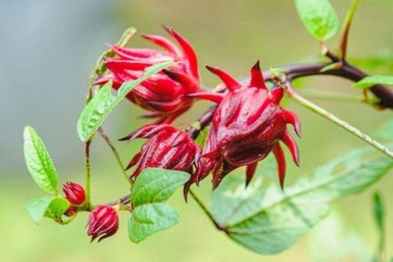 Komposisi Ocardio yang Membantu Menjaga Kesehatan Jantung