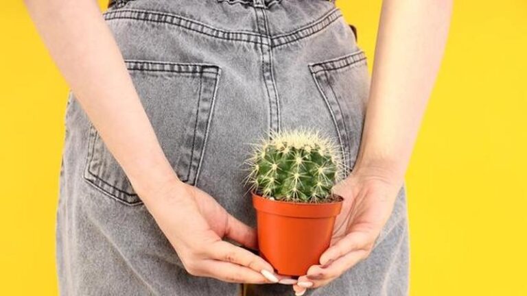 hemotera-Perbedaan Wasir dan Ambeien Beda Istilah, Kondisi Sama