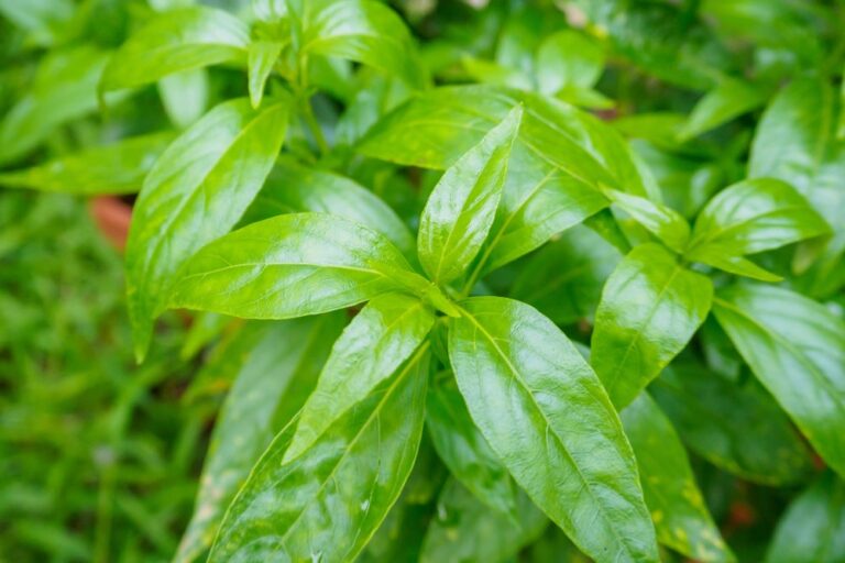 prosterafit-Bukti Nyata Obat Herbal Prostat Ampuh dan Aman