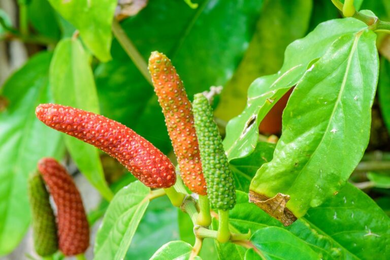 fortamen-Obat Kuat Herbal Pria, Aman dan Efektif Tingkatkan Stamina