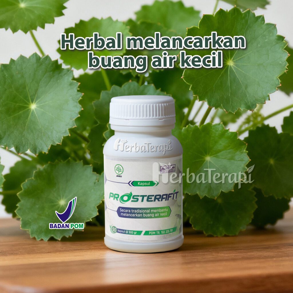 anatomi prostat prosterafit