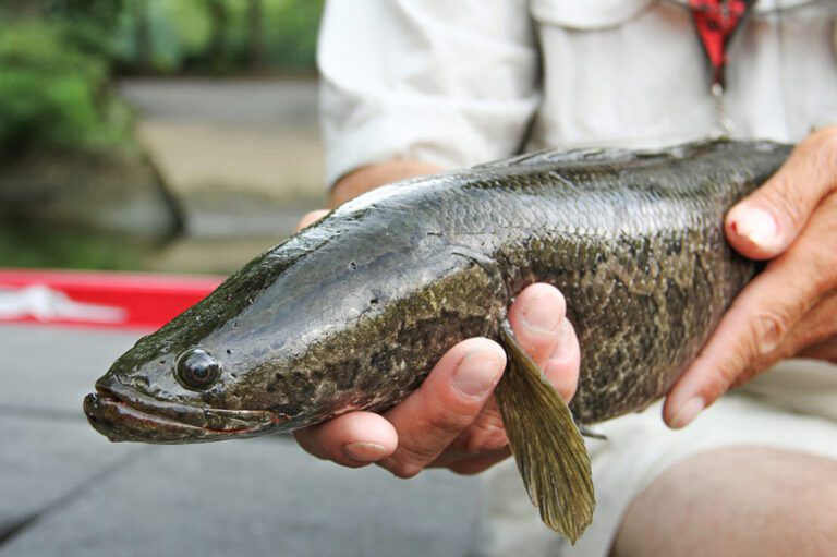 yochanna - Albumin untuk Obat Apa Begini Cara Kerjanya Membantu Pemulihan Tubuh