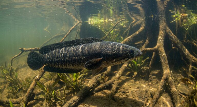 yochanna Ekstrak Ikan Gabus Gunanya untuk Apa Ini Manfaat Besarnya untuk Tubuh