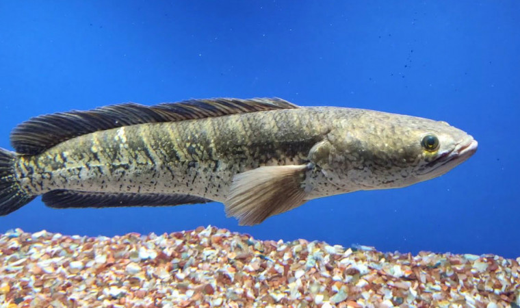 yochanna-Ini Dia Merk Kapsul Kutuk yang Bagus dan BPOM