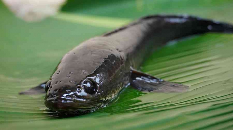 yochanna- Kapsul Kutuk untuk Apa Ini Manfaat dan Khasiatnya bagi Tubuh