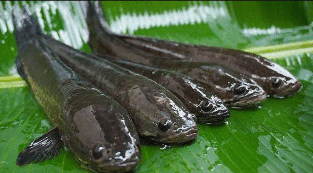 yochanna - Samakah Ikan Gabus dan Ikan Kutuk Ini Penjelasan dan Perbedaannya