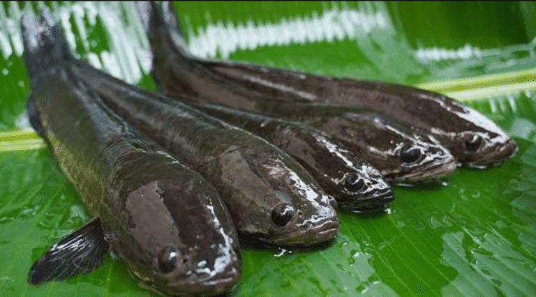 yochanna - Samakah Ikan Gabus dan Ikan Kutuk Ini Penjelasan dan Perbedaannya