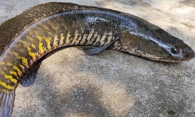 yochanna-Terungkap! Manfaat Kapsul Kutuk Yochanna yang Bikin Tubuh Cepat Pulih